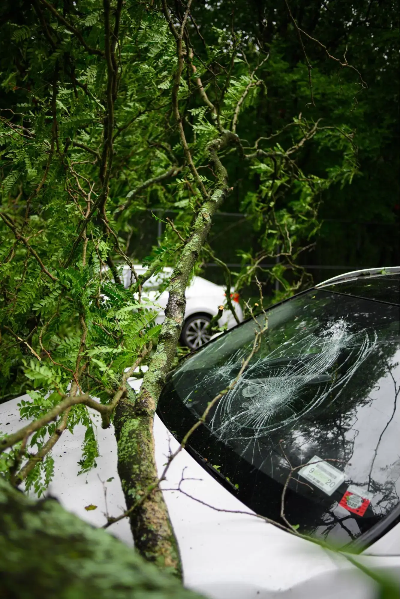 A car destroyed by a tree that has full coverage.