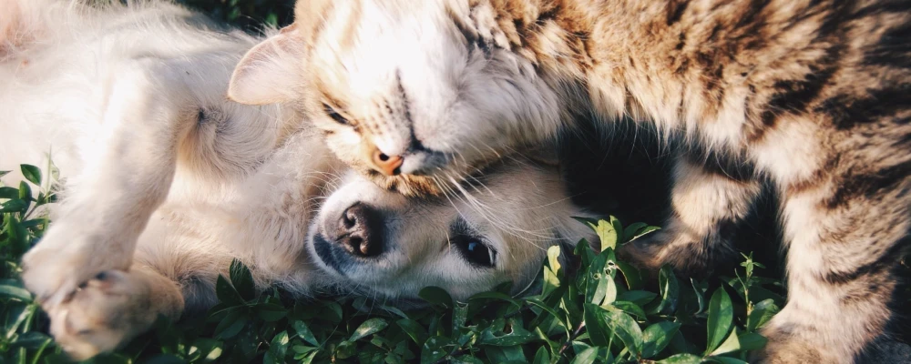 fluffy tabby cat rubbing faces with a puppy on foliage
