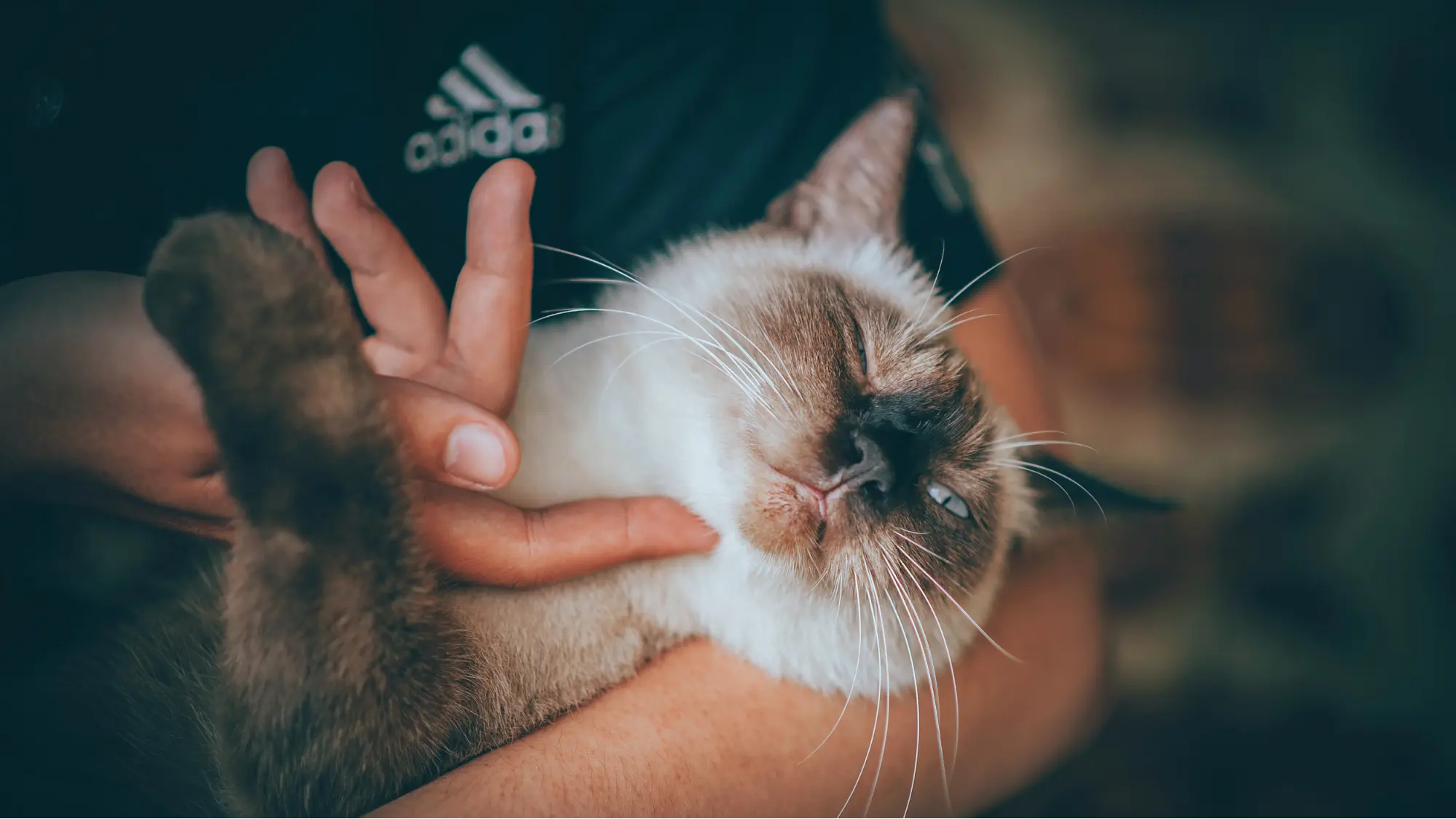 person holding siamese cat and scratching the cat under the chin
