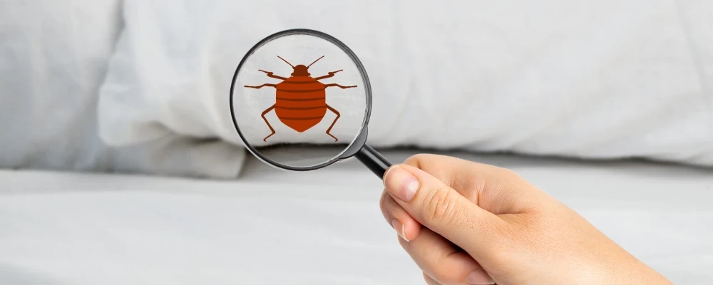 bed bugs home insurance