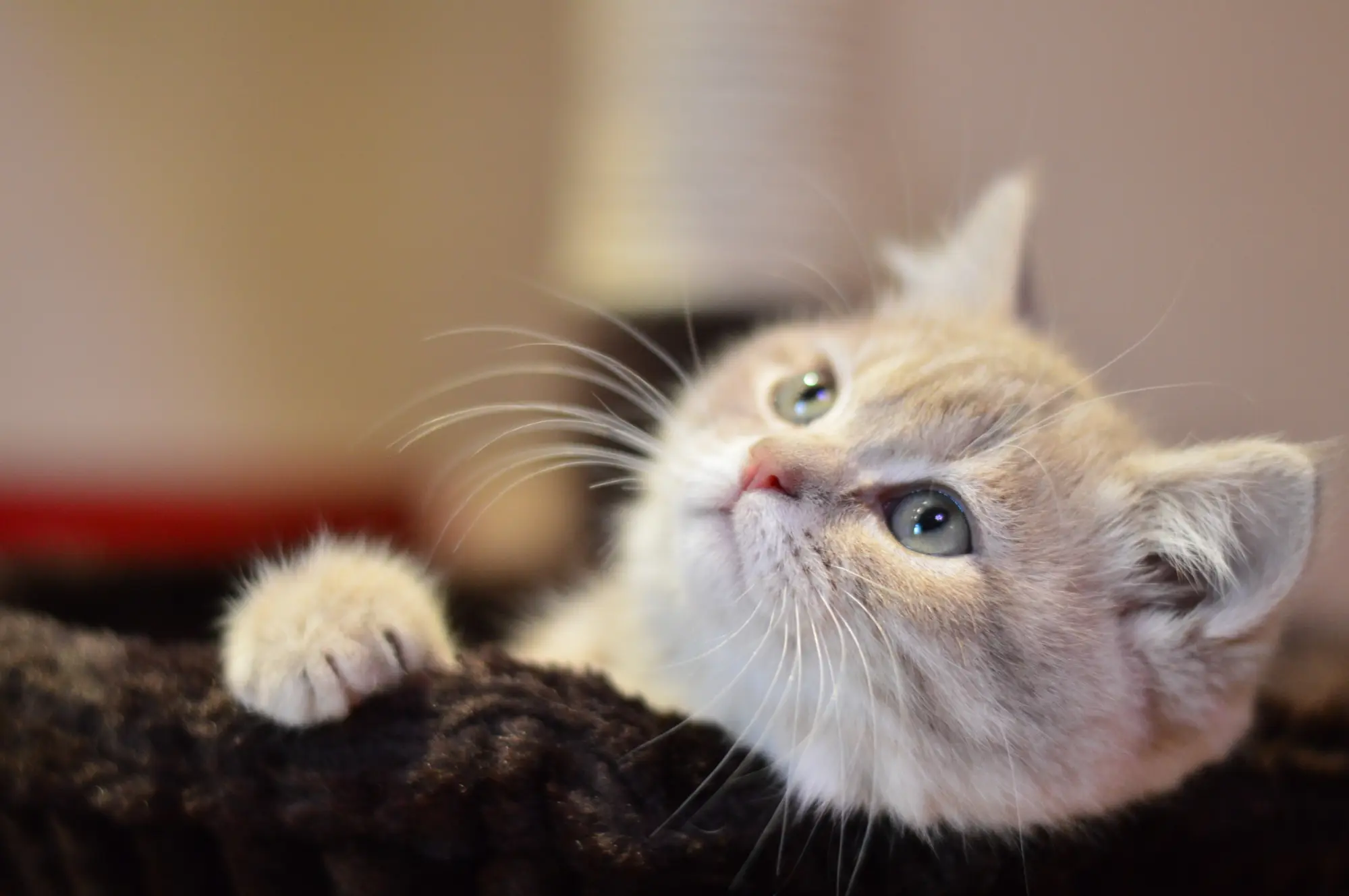 fluffy cat gazing upwards