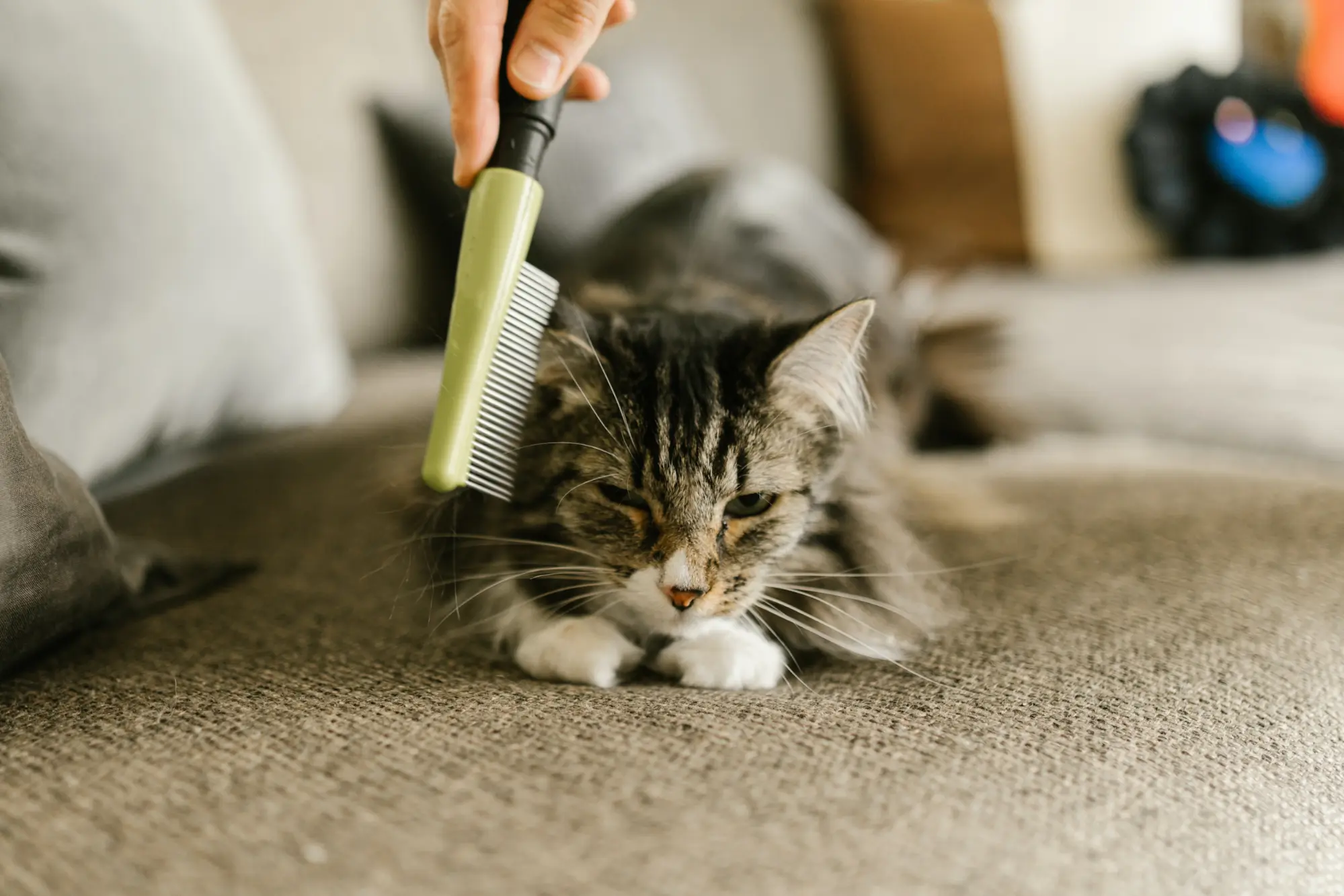 Silver tabby cat on  gray carpet getting brushed