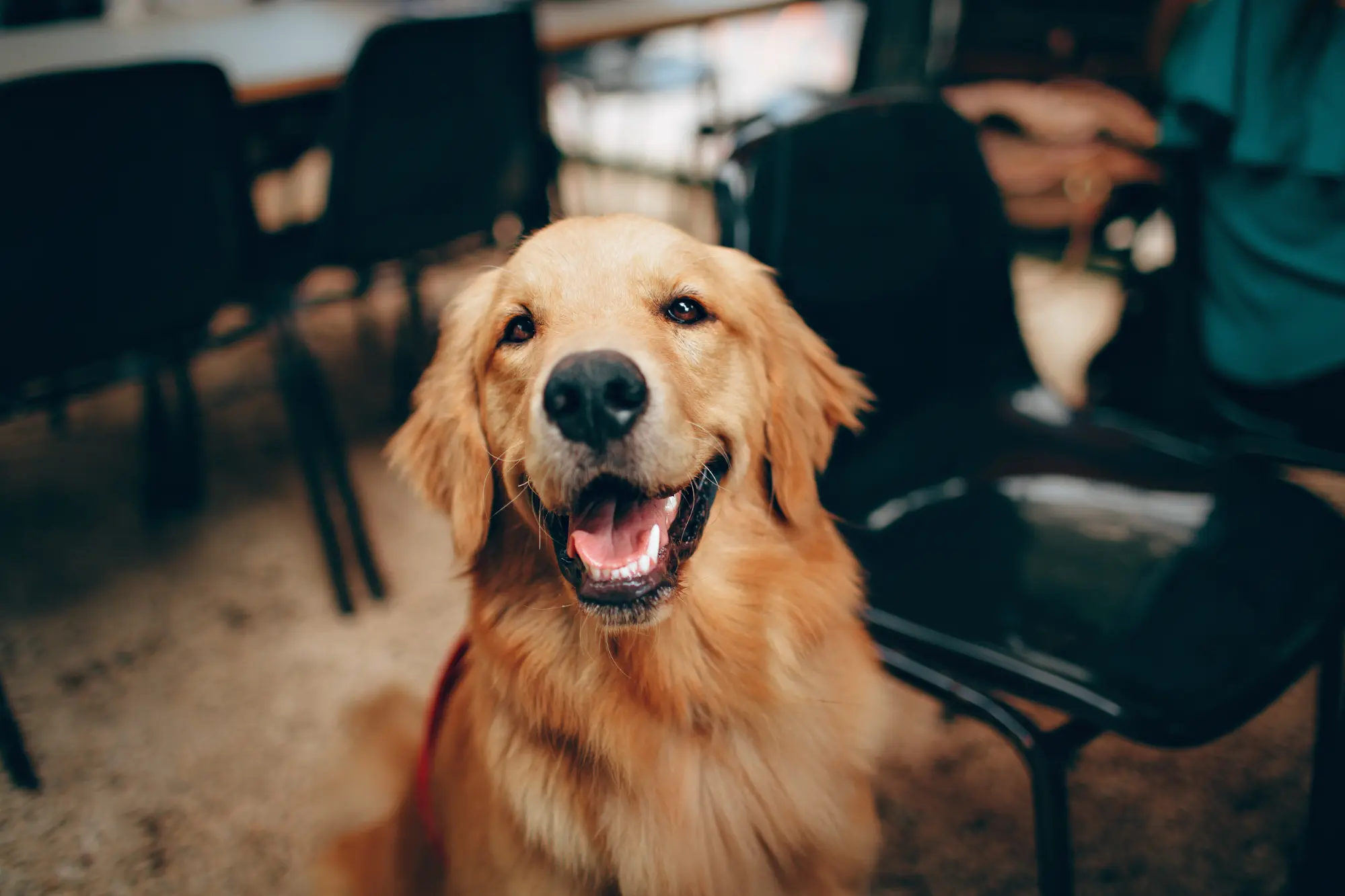 golden retriever dog with big happy face