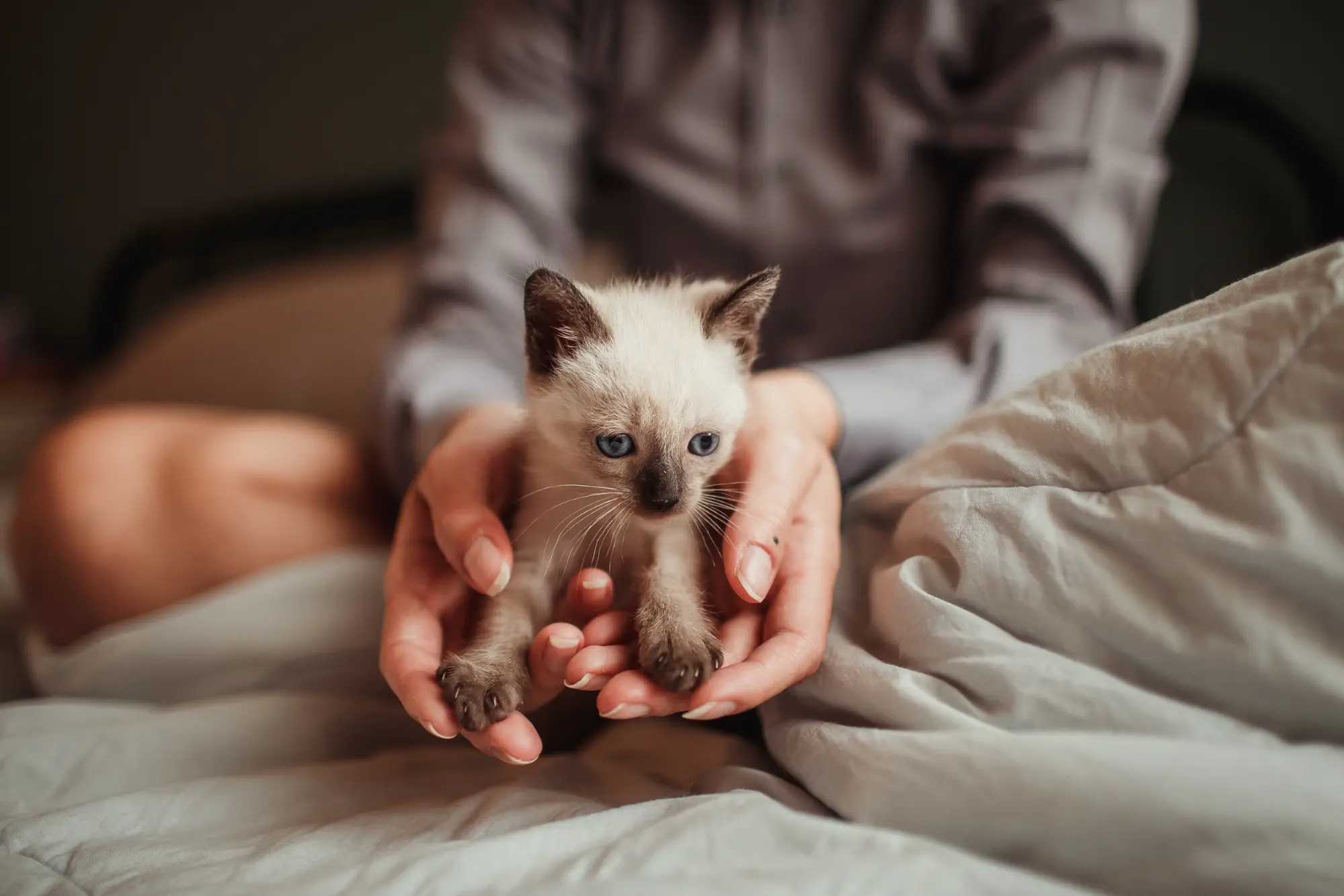 small siamese kitten in hands of person