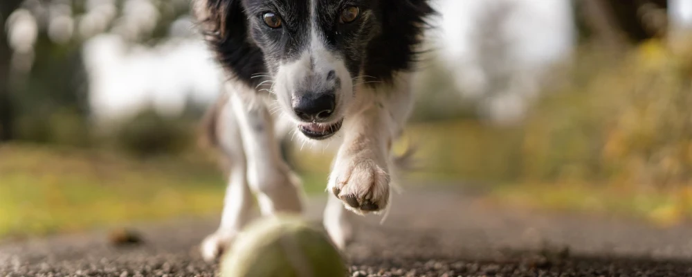 border collie dog chasing a ball tilt shot