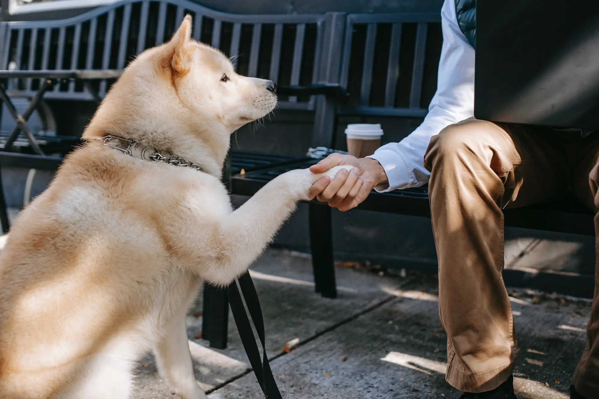 man shaking hands with a dog 