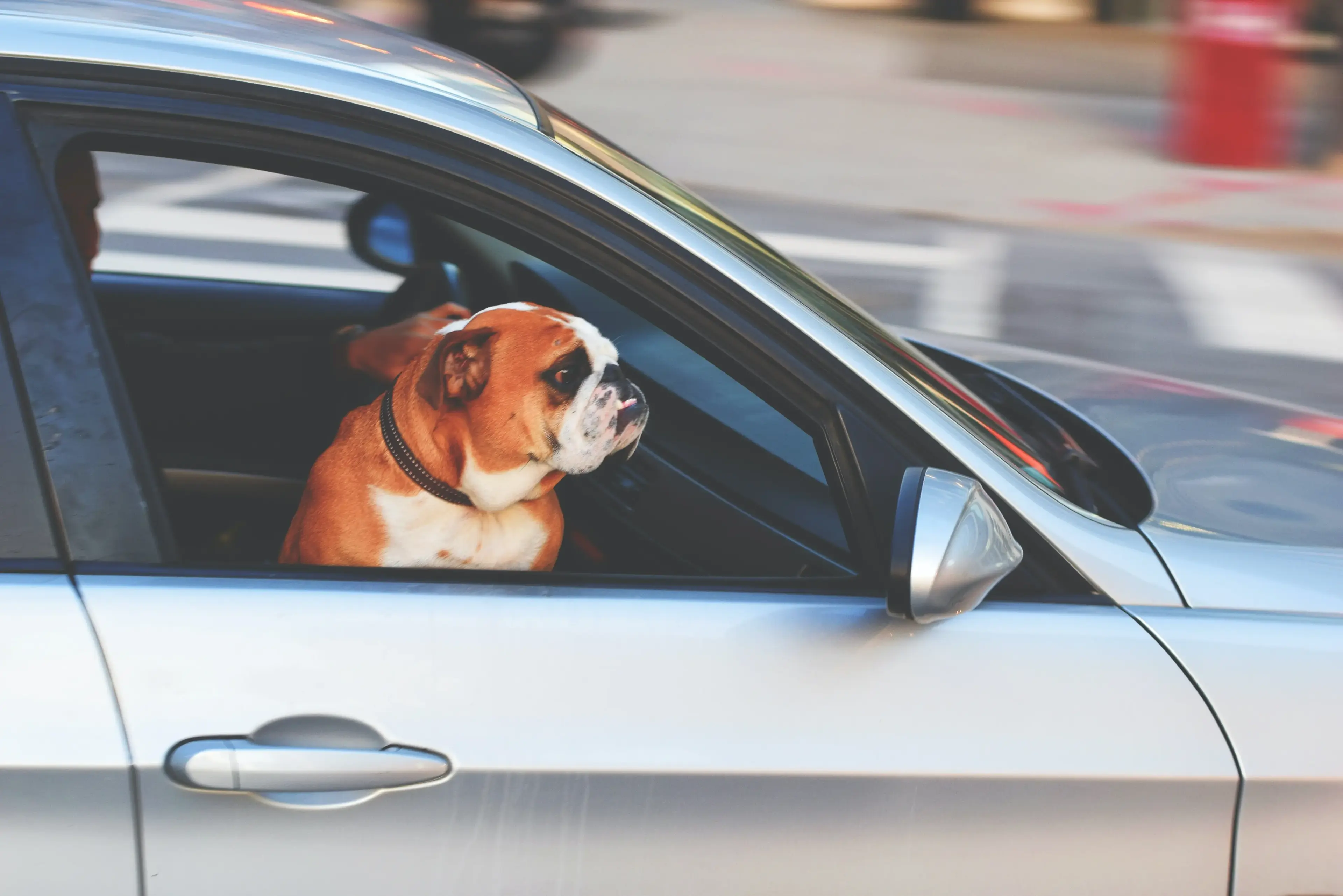 Bulldog Riding with owner in a recently purchased car that is covered with auto insurance 